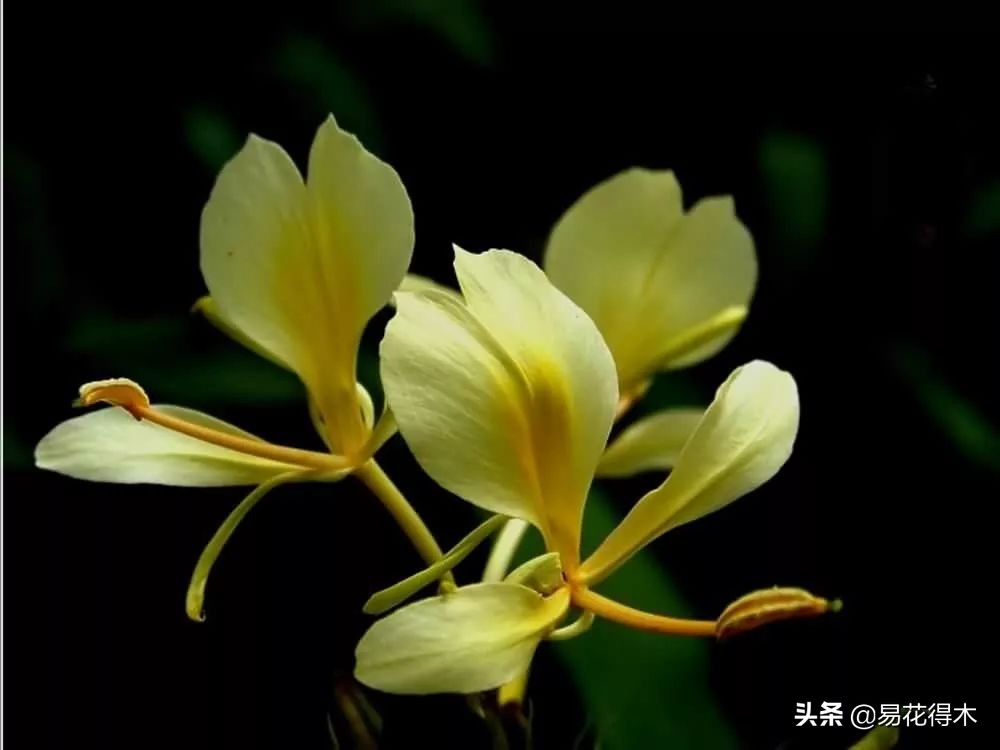 佛教的五树六花指的是什么,佛教五树六花是哪些植物