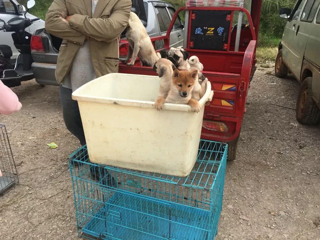 巴哥犬价格在多少钱,八哥犬200块钱