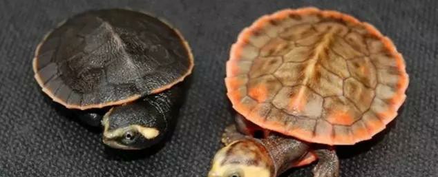 圆澳龟如何才能养好,圆澳龟为什么不建议新手养