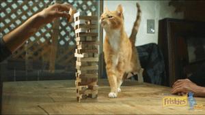 猫圈总结,猫圈玄学刚出生的猫