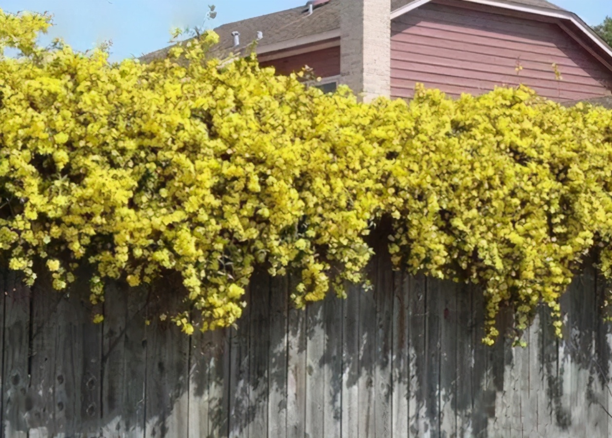 一面花墙种几个品种的藤本月季好,花墙种什么品种好