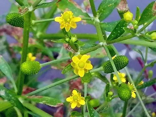 那些常见却叫不上名字的野花野草,常见的野花野草却是农家之宝