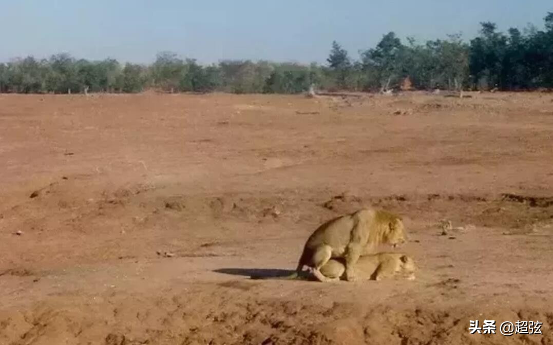当你遇到狮子该怎么办,当你遇到狮子和老虎该怎么办