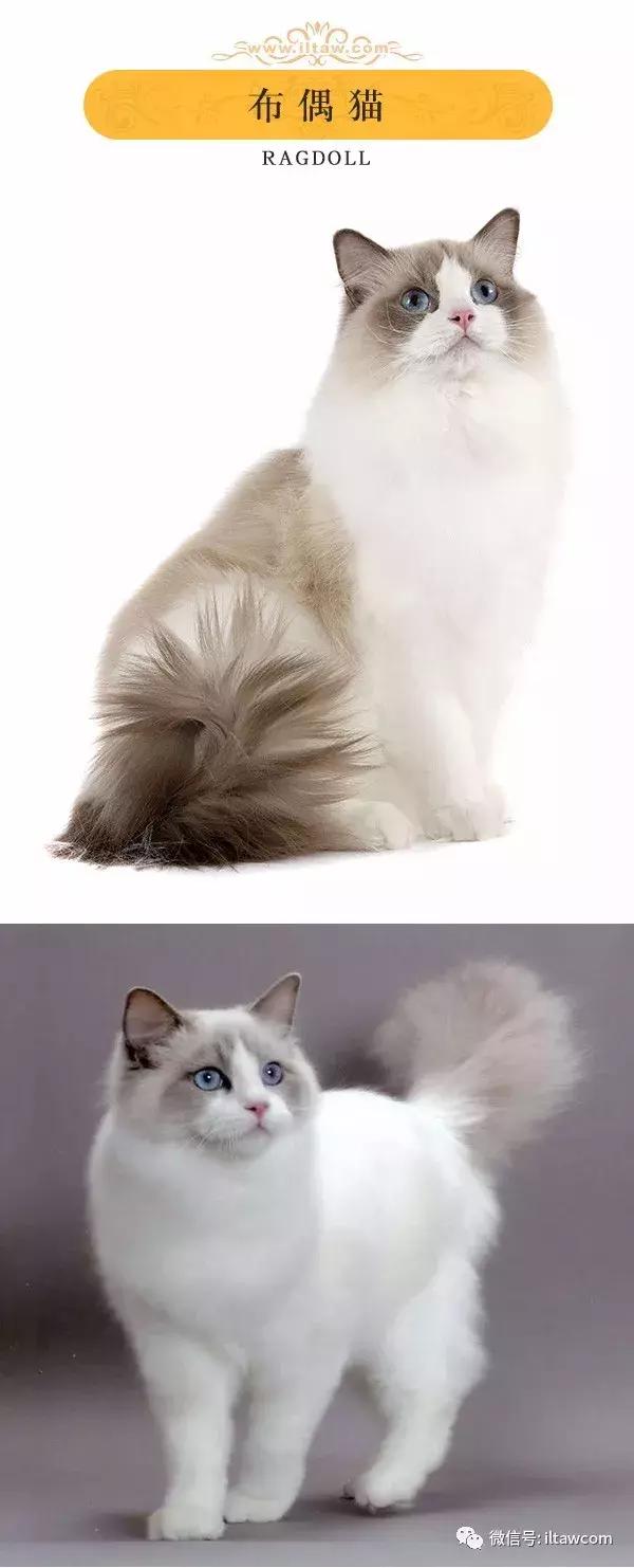 搜猫咪各种图片,世界猫咪图录