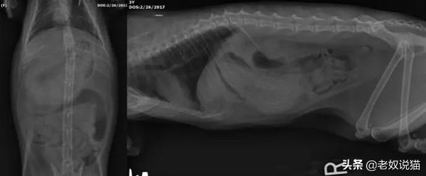 猫咪爪子的x光片,猫咪心脏x光片