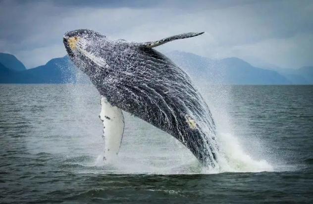 鲸鱼身上的藤壶多可怕,最严重的藤壶海龟