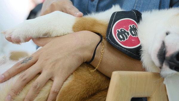 吸屁屁,短腿大耳肉嘟嘟,这家店进去就出不来了…