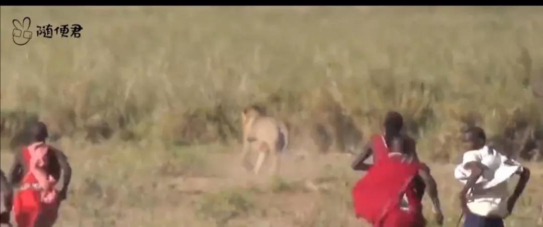 马赛马拉草原旅游攻略,马赛马拉草原上的草种类