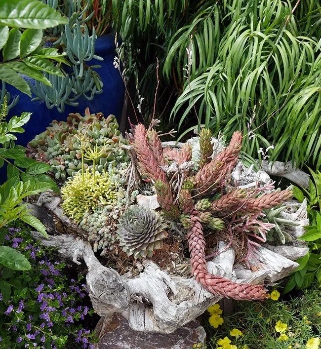 空气凤梨多肉,空气凤梨多肉植物养殖方法