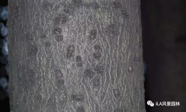 木犀榄枝干黑,木犀亚科介绍