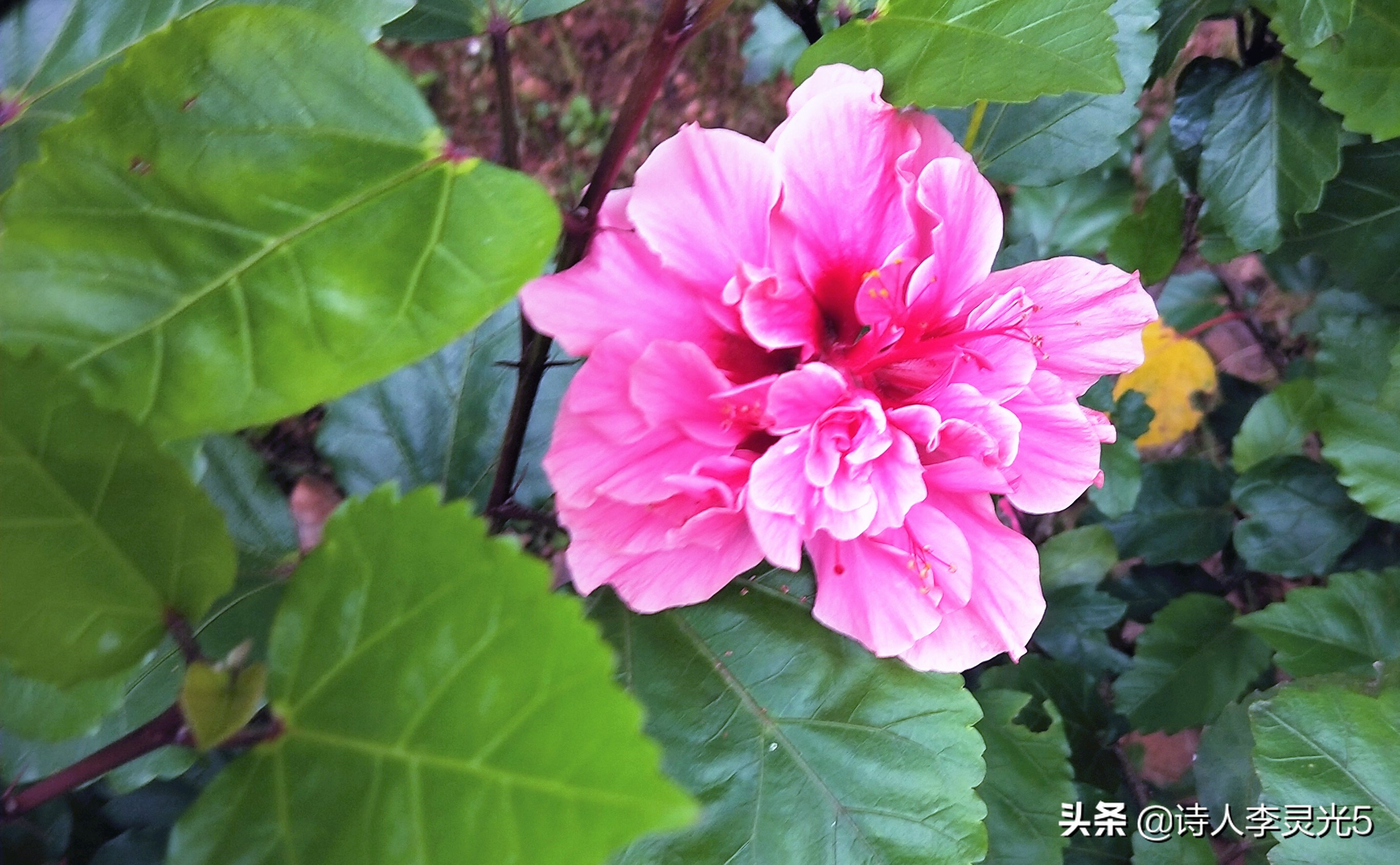 《李灵光世界国花诗》第1章第1节：亚洲东亚5国国花