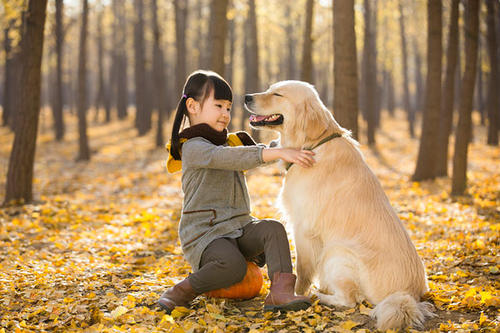宠物美容技术和手法有哪些,宠物整形有哪些