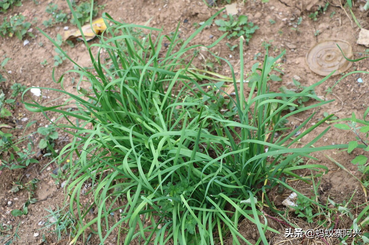 怎样防止韭菜根的虫害,韭菜虫害之韭蛆防治技术