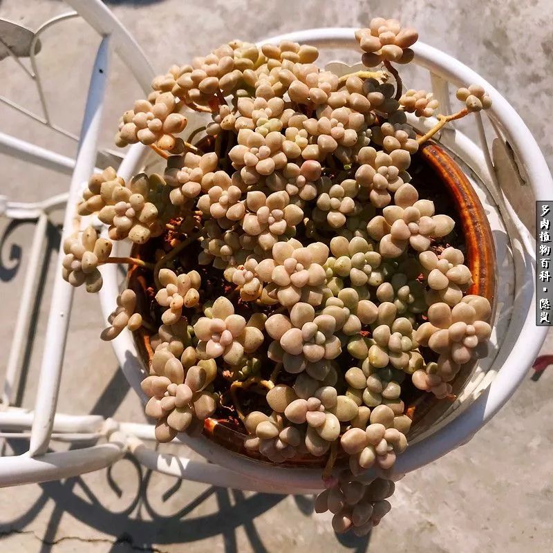 顺风不浪逆风不怂文字图片,顺风不飘逆风不怂绝境不慌