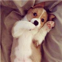 有哪些温柔的宠物狗名字大全 (活泼可爱的小奶狗名字)