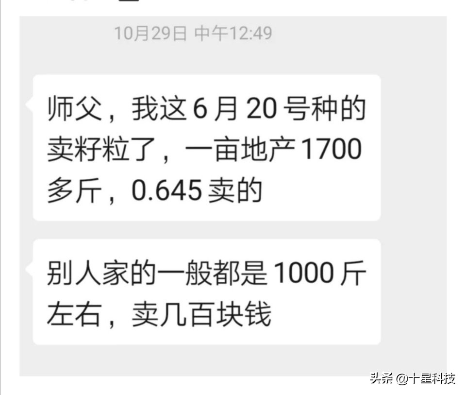 黄淮海夏玉米种排名,黄淮海玉米品种排名哪个好