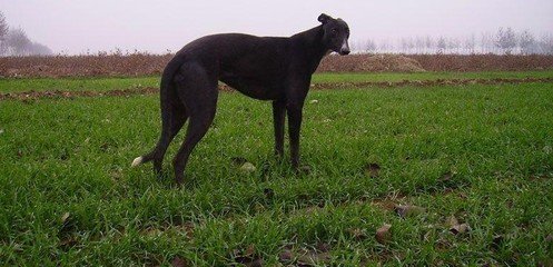 格力犬猎犬打猎视频,格力犬古老