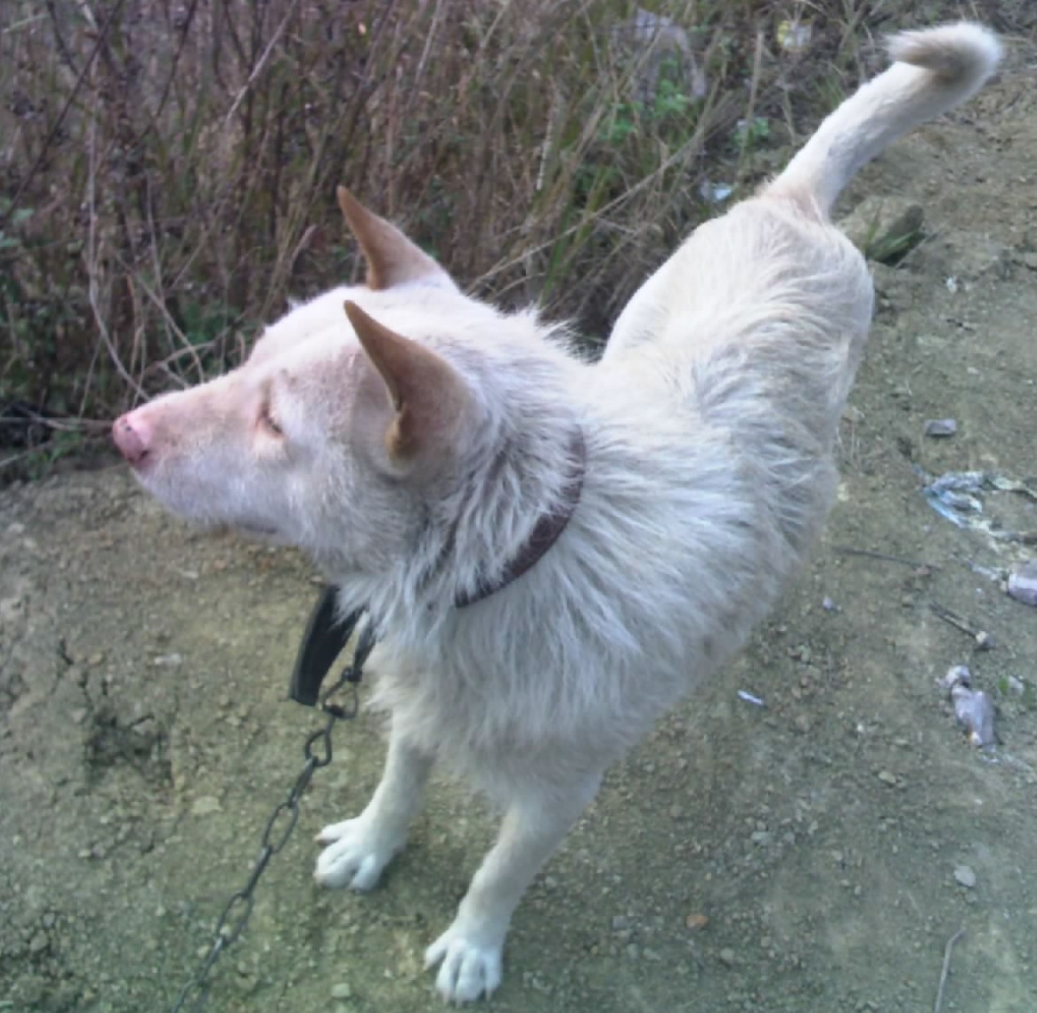 下司犬会嗅觉灵敏与追踪猎物吗,下司犬和比格犬哪个嗅觉厉害