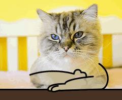 养猫不封窗的人,养猫不封窗猫为什么不会逃跑