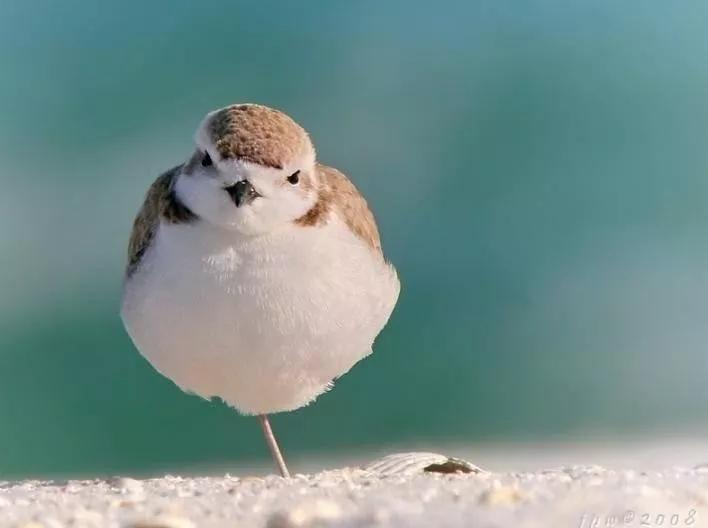 肾虚脾虚最好的偏方,脾虚肾虚不要慌可以试试中医食补