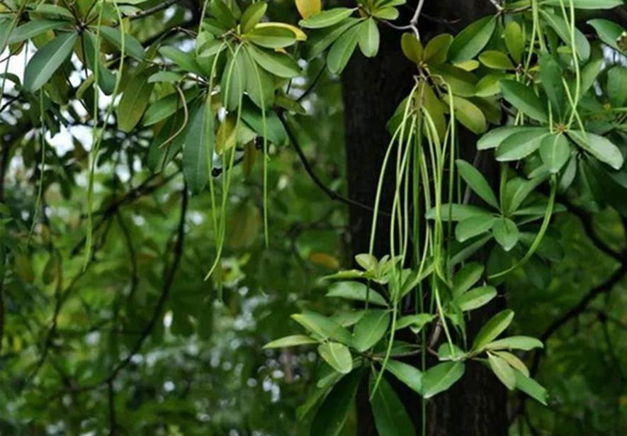百种味道的果子,四季百种果子图片