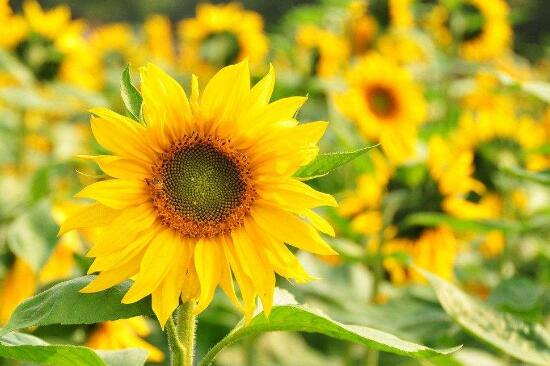 向日葵向太阳生长说明什么,向日葵为什么朝向太阳的原因
