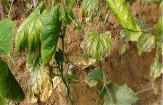 黄瓜死棵用什么药,黄瓜死叶的治疗方法