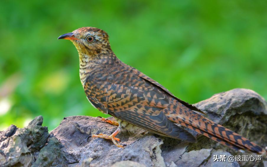 啼叫肝肠断，杜鹃是何鸟