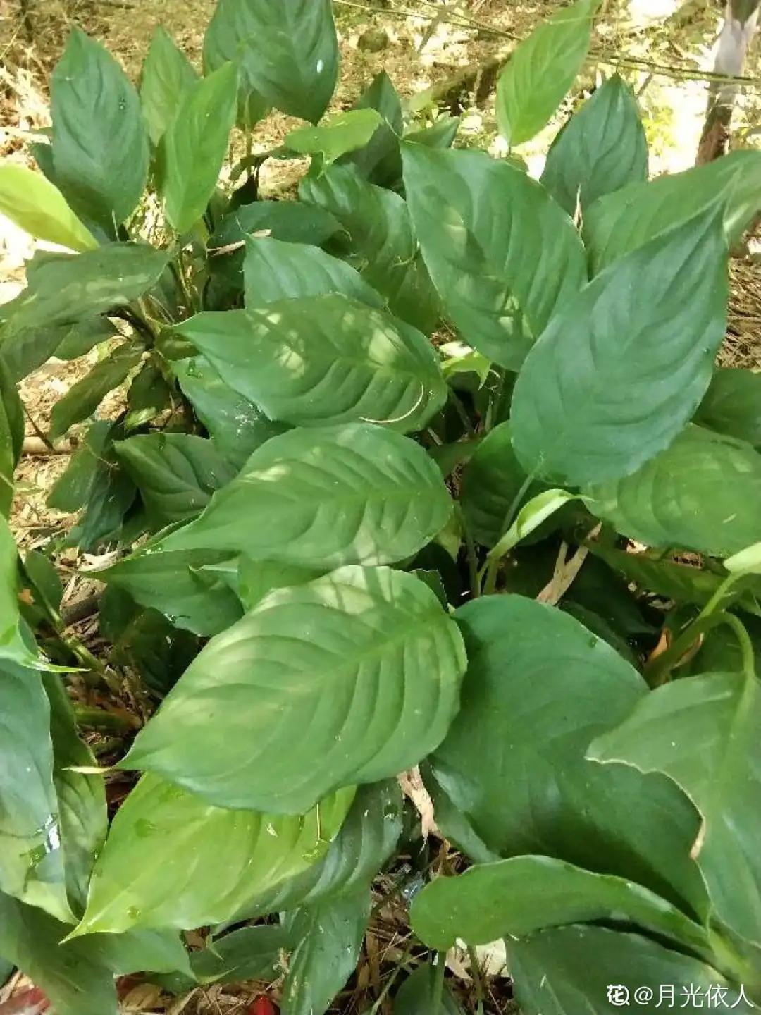 花盆里的小黑飞苍蝇怎么处理,家里养什么花最容易生小黑飞虫