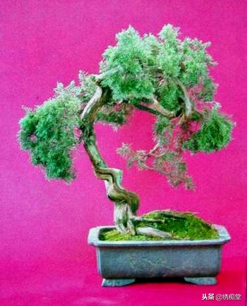 丛林式盆景欣赏,盆景欣赏及制作