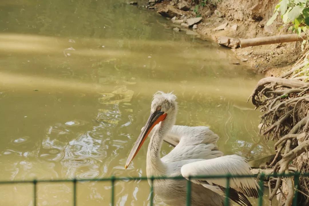 在动物园散步才是正经事|暴走福州
