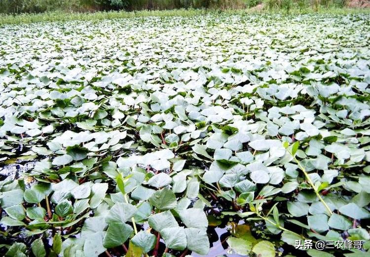 雷强打黑雷蛙操作,雷强打黑蛙甩不远怎么办