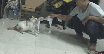 昨晚，我家猫叼来了一件蕾丝内衣…