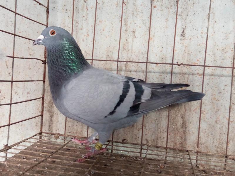 刚抓来的成年伯劳该怎么饲养,初养伯劳鸟的饲养方法