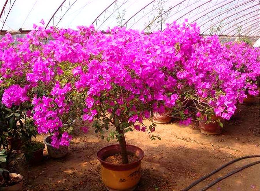 三角梅最怕冻伤冻害，做好这5件事，到了春天就爆盆