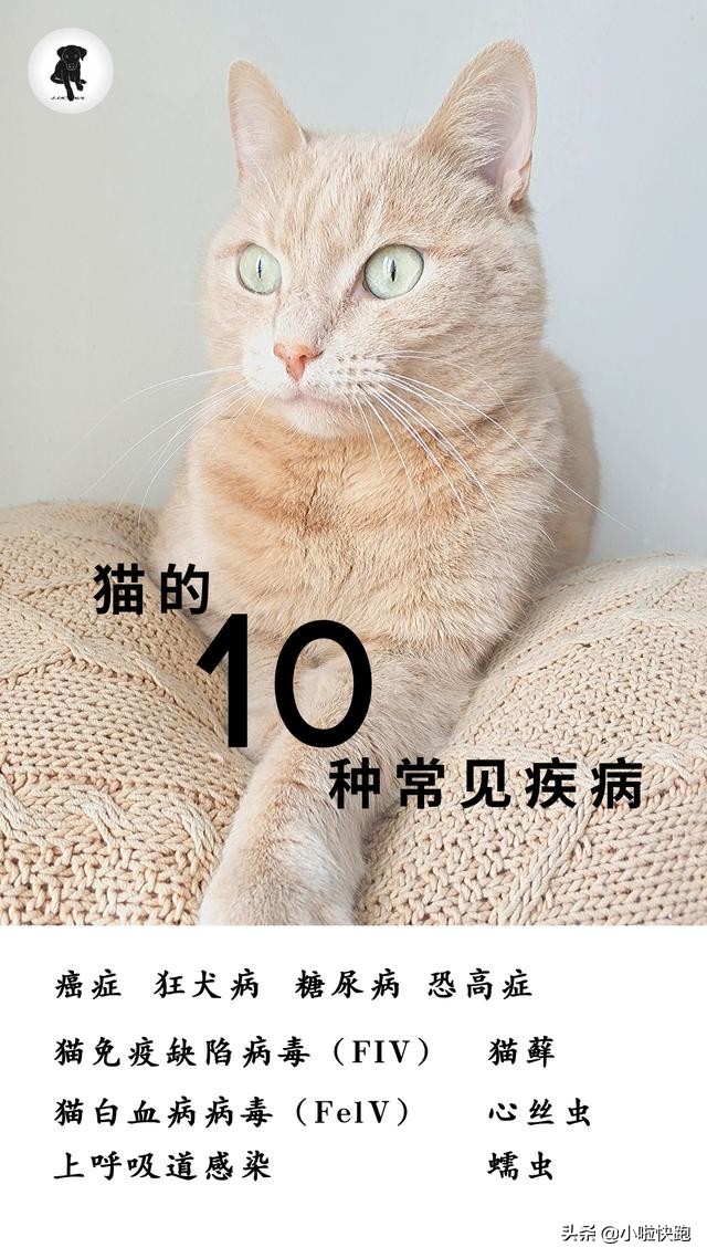 猫咪蠕虫的预防与治疗,猫的10种常见疾病终结篇-猫的常见寄生虫