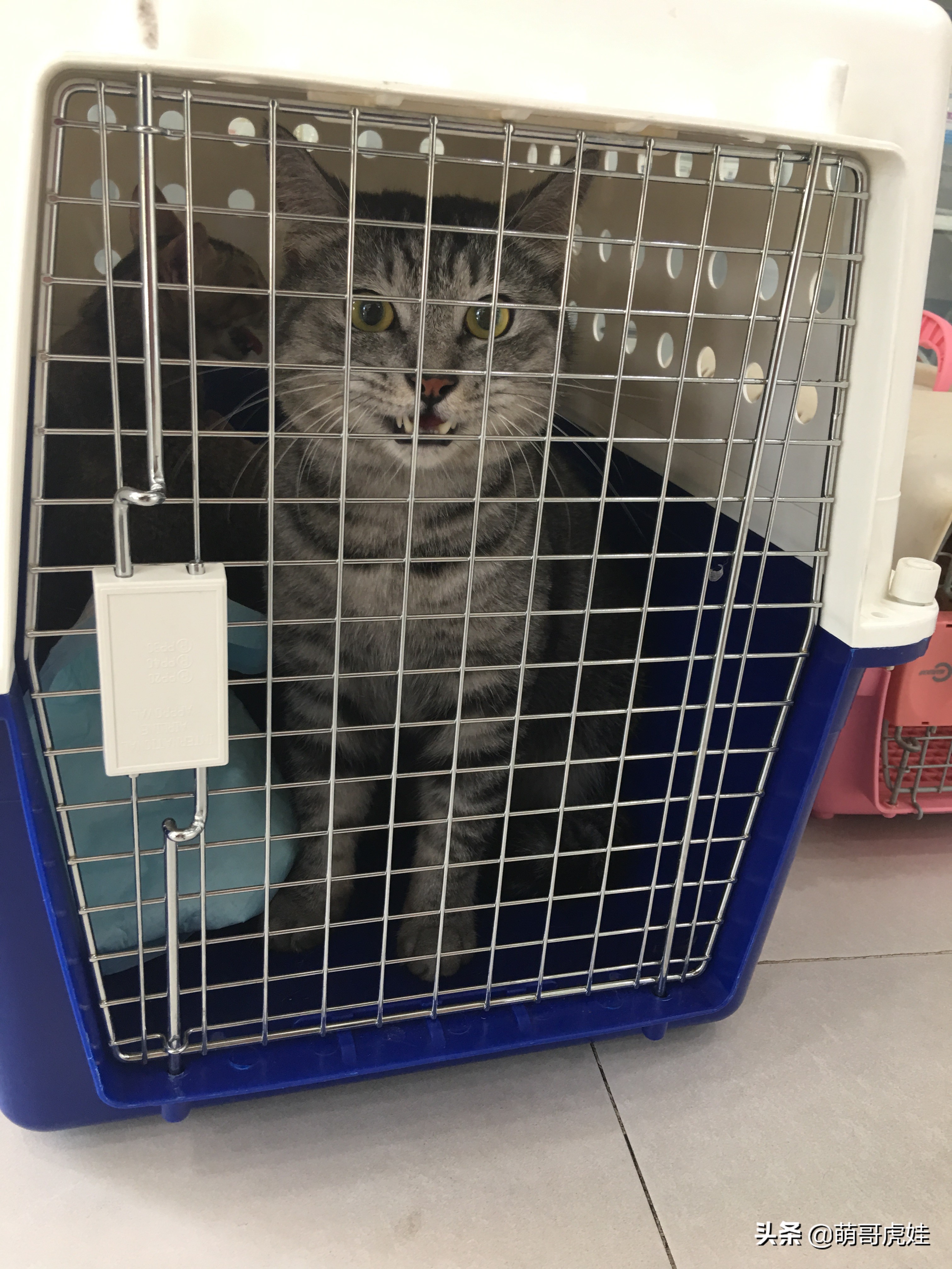 主人带大型犬狗去打针,给家里十几只猫打疫苗