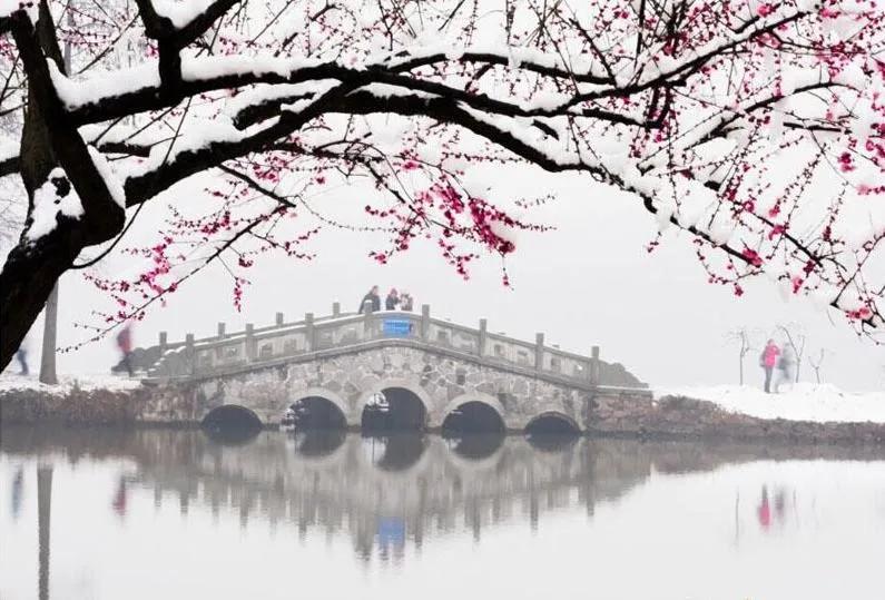 自古咏梅诗词无数,最爱毛主席这句待到山花烂漫时,她在丛中笑