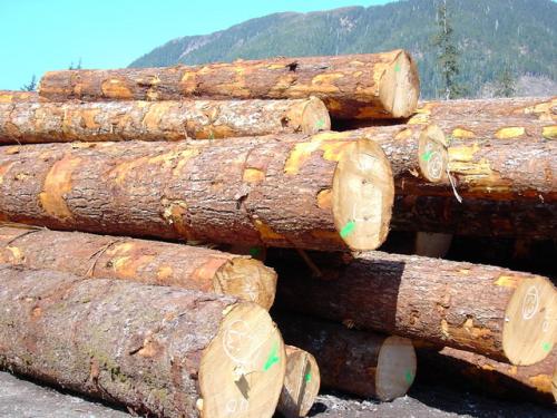 铁木材质有什么特点,铁木有哪些特征