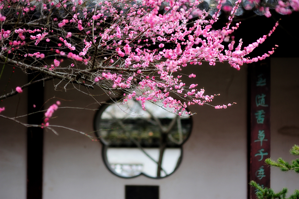 南京梅花山梅花盛开的视频,南京拍梅花最好的地方在哪里