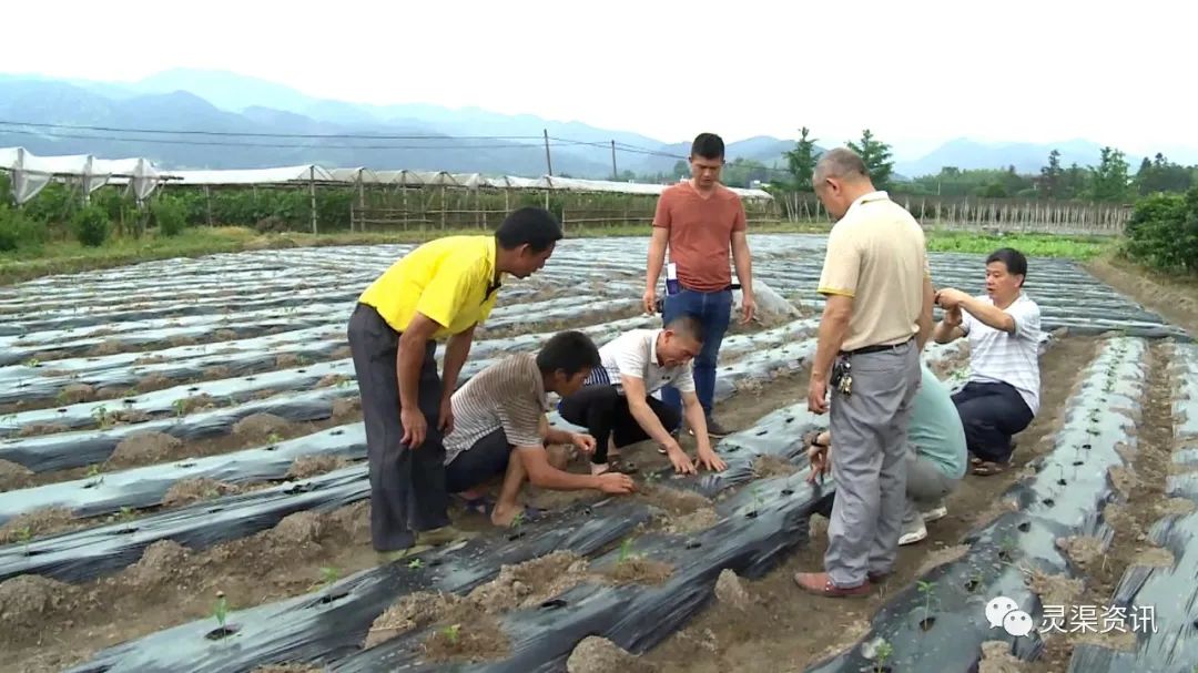 你个笨鸟，这些东西让你全部“弄死了”