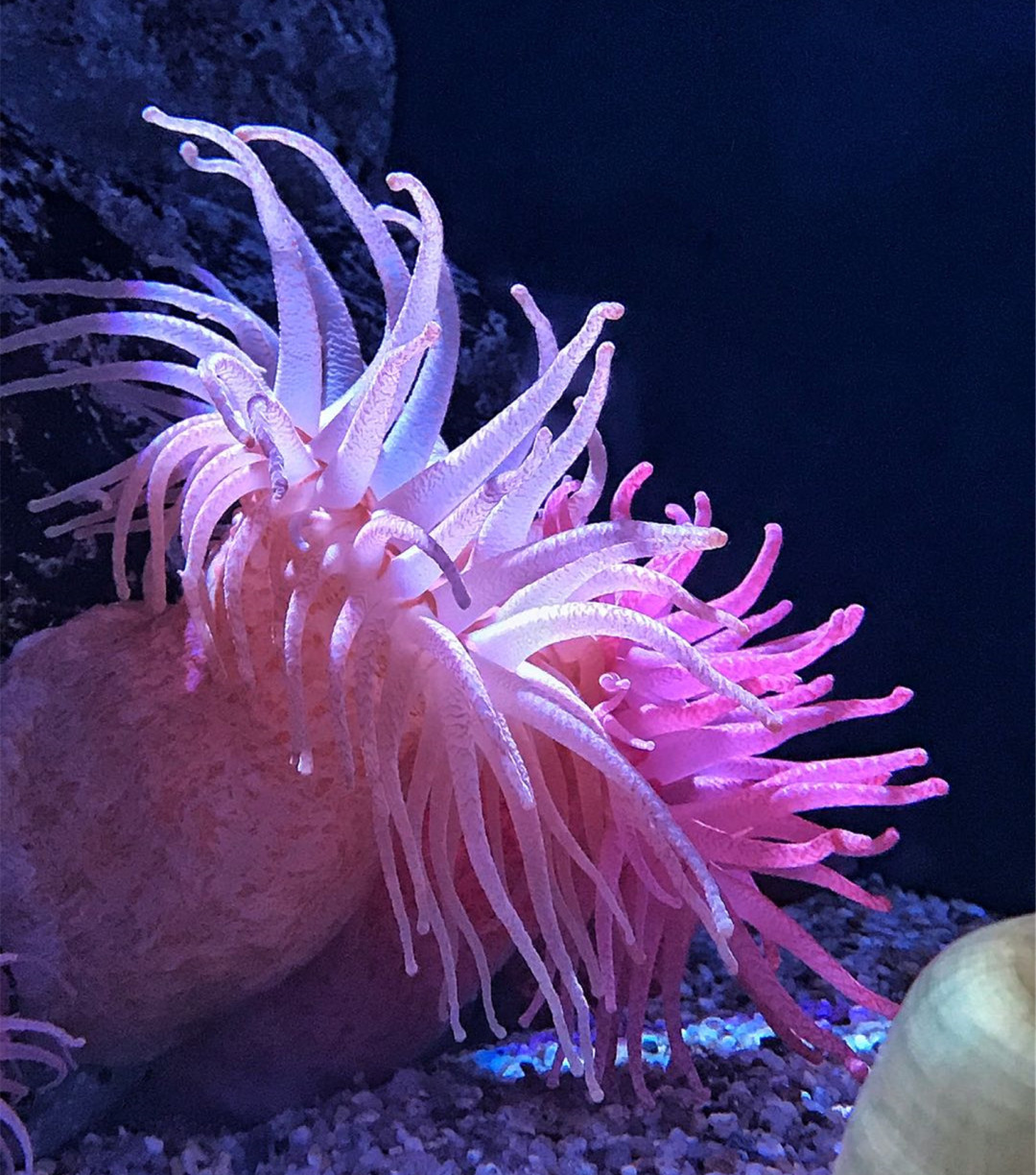 G20后大阪更好玩了！怎么订机票更省钱