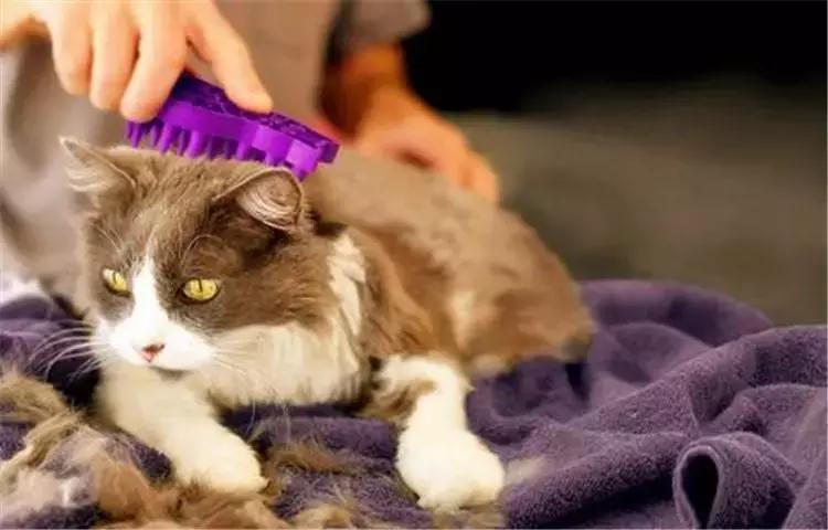 行走的蒲公英猫咪照片,行走的蒲公英猫品种