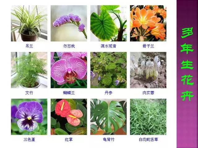 花卉大全500种观叶植物名称,1332种常见花卉植物图谱