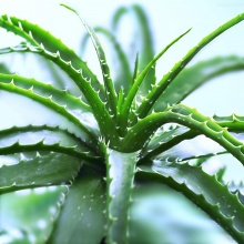 养护芦荟做到这几点，你的芦荟照样可以开出漂亮的花朵！