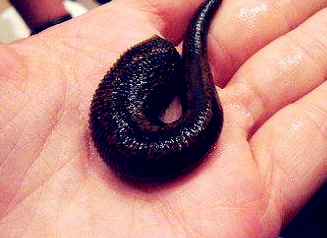 方舟身上有水蛭怎么办,方舟被水蛭吸住怎么办