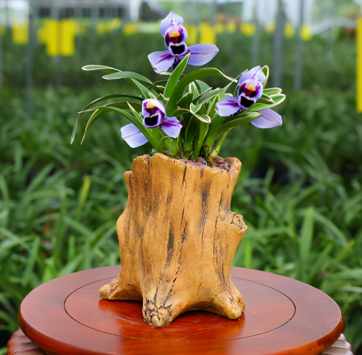 此兰花色“独一无二”，花姿高雅，兰香醉人，寓意紫气东来