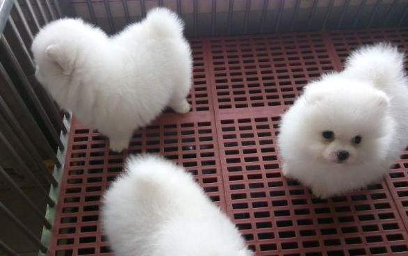 怎么挑选好的博美犬,如何选到健康的博美犬