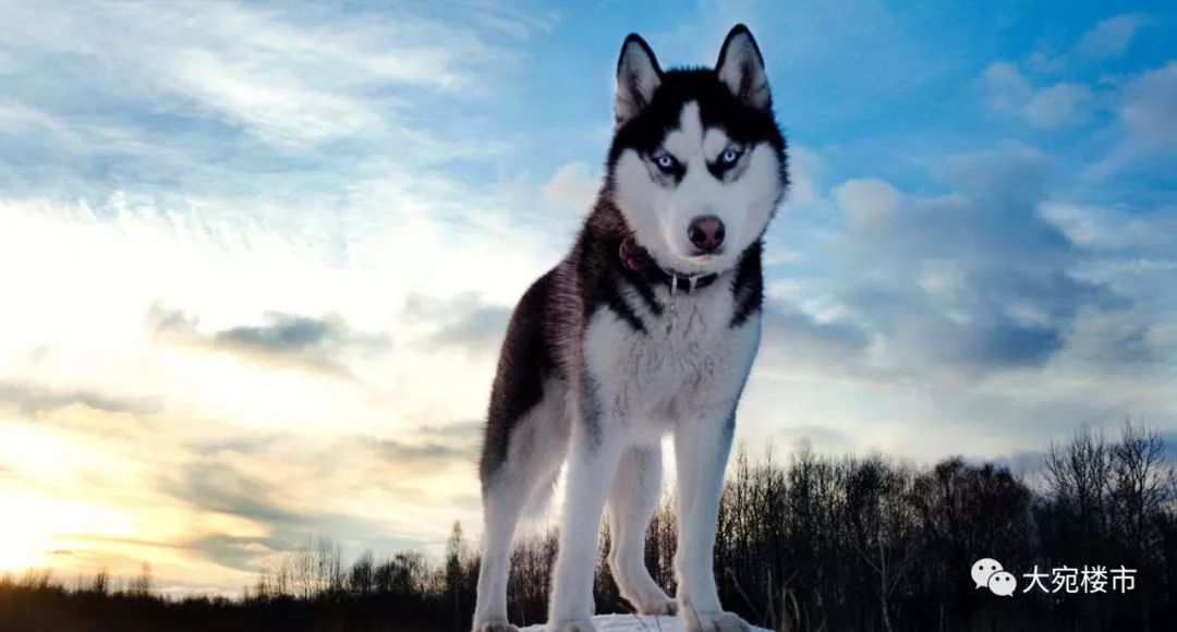 南阳新规划经适房,南阳经适房转商品房最新政策