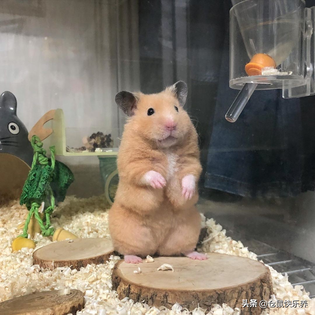 仓鼠怎么养才算肥胖呢,仓鼠怎么养易肥胖呢